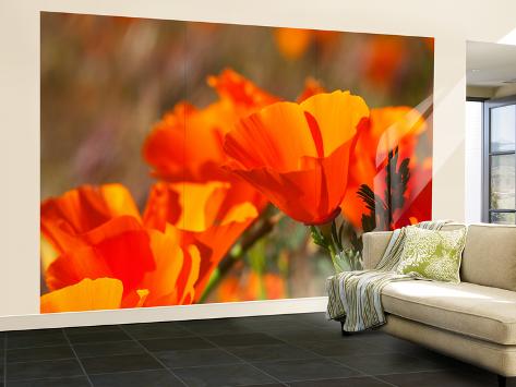 Wall Mural - Large: Poppies, Antelope Valley Near Lancaster Wall Decal by Jamie & Judy Wild: 144x96in