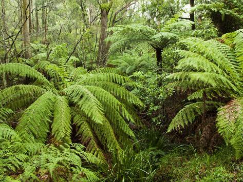 Photographic Print: Rainforest in Fog, Budderoo National Park, New South Wales, Australia by Paul Souders: 24x18in