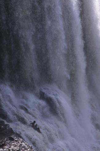 Photographic Print: Waterfall in Canaima National Park Venezuela by Charles Bowman: 24x16in