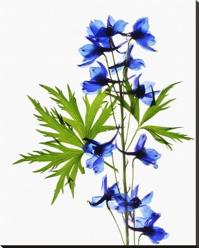 Stretched Canvas Print: Blue Delphinium by Judy Stalus: 44x35in