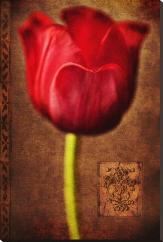 Stretched Canvas Print: Vintage Red Tulip II by Christine Zalewski: 44x29in