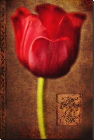 Stretched Canvas Print: Vintage Red Tulip II by Christine Zalewski: 54x36in