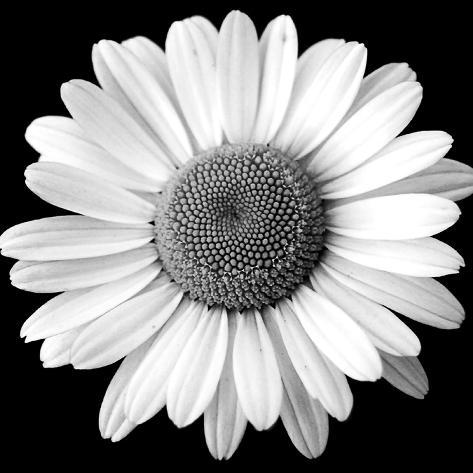 Photographic Print: White Daisy Poster by Sabine Jacobs: 16x16in
