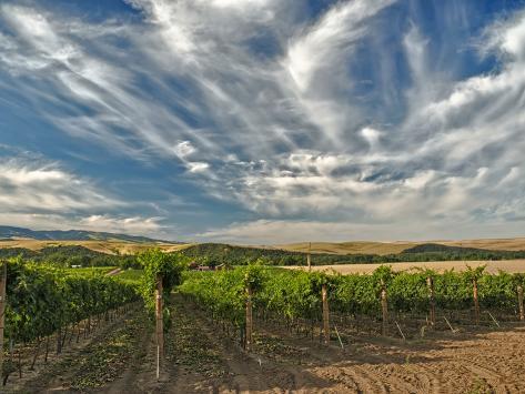 Photographic Print: Vineyard of Walla Walla Vintners, Walla Walla, Washington, USA by Richard Duval: 24x18in