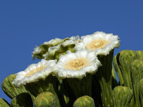 Photographic Print: Saguaro Cactus, Saguaro National Park, Tucson, Arizona, USA by Peter Hawkins: 24x18in