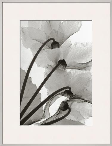 Framed Art Print: Cyclamen Framed Art by Steven N. Meyers: 25x19in