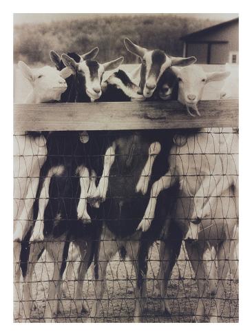 Photographic Print: Goat Chorus Line Poster by Theo Westenberger: 24x18in