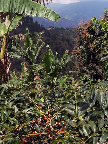 Photographic Print: Blue Mountain Coffee Beans, Lime Tree Coffee Plantation, Blue Mountains, Jamaica, West Indies by Ethel Davies: 24x18in