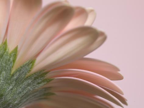 Photographic Print: Poster of The Pinks by Doug Chinnery: 24x18in