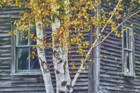 Photographic Print: New Hampshire Cabin Detail Poster by Vincent James: 24x16in