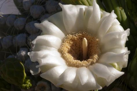 Photographic Print: Flowering Saguaro Cactus, Saguaro National Park, Tucson, Arizona, USA by Peter Hawkins: 24x16in