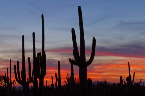 Photographic Print: Saguaro Forest, Sonoran Desert Poster: 12x8in