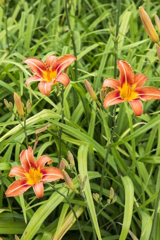 Photographic Print: Wood Lily Flowers at the International Peace Gardens Near Dunseith, North Dakota, USA by Chuck Haney: 24x16in