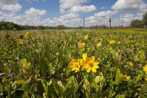 Photographic Print: Wetland Sunflowers, Emergent Aquatic Flora, Brazos Bend State Park Marsh, Texas, USA by Larry Ditto: 24x16in