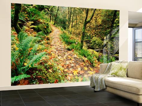 Wall Mural - Large: Autumn Bigleaf Maple Leaves, Columbia Gorge Scenic Area, Oregon, USA by Stuart Westmorland: 144x96in