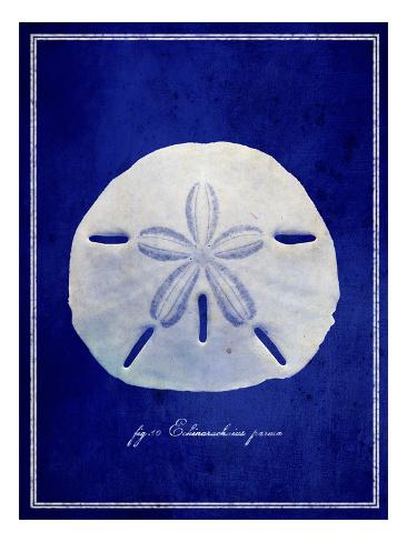 Premium Photographic Print: Sand Dollar by GI ArtLab: 24x18in