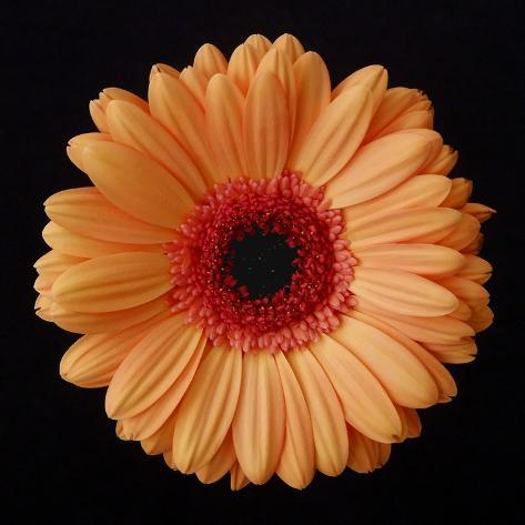 Photographic Print: Orange Gerber Daisy Poster by Jim Christensen: 16x16in