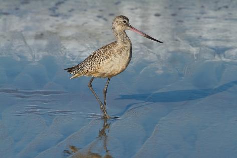 Photographic Print: Shore Bird Poster by Lee Peterson: 24x16in