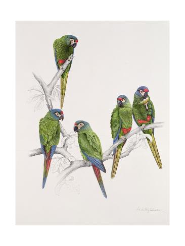 Giclee Print: Illiger's Macaw Group Art Print by Mary Clare Critchley-Salmonson: 24x18in