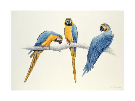 Giclee Print: Blue and Yellow Macaws Art Print by Mary Clare Critchley-Salmonson: 16x12in