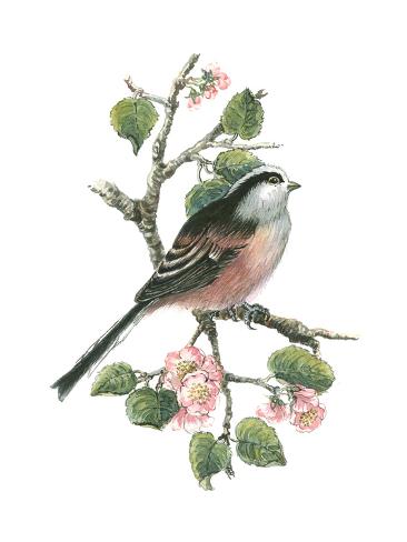 Giclee Print: Long Tailed Tit and Cherry Blossom Art Print by Nell Hill: 24x18in