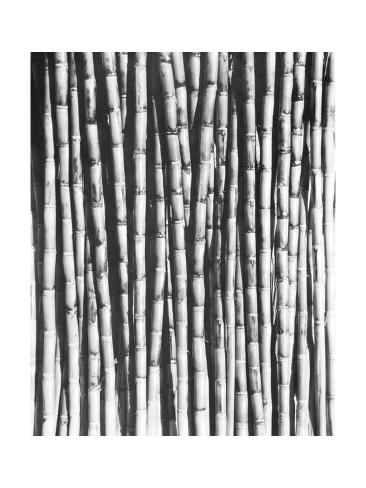 Photographic Print: Sugarcane Outdoor Art by Tina Modotti: 16x12in