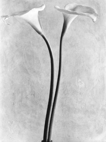 Photographic Print: Lily Outdoor Art by Tina Modotti: 16x12in