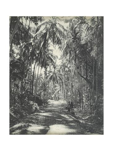 Photographic Print: Sri Lanka Outdoor Art by English Photographer: 16x12in