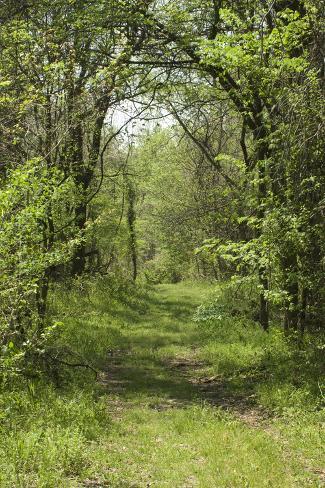 Photographic Print: Forest Trail on Chickasaw Bluff near the Mississippi River, Tennessee: 24x16in