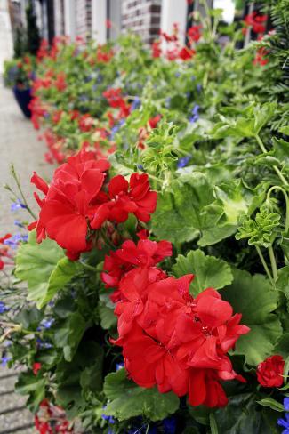 Photographic Print: Geranium Flowers (Pelargonium Sp.) by Chris Martin-Bahr: 18x12in