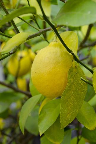 Photographic Print: Bright Yellow Lemon on the Tree, California, USA by Cindy Miller Hopkins: 12x8in