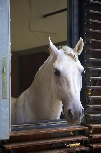 Photographic Print: Spanish Riding School Stables, Vienna, Austria, Europe by Neil Farrin: 24x16in