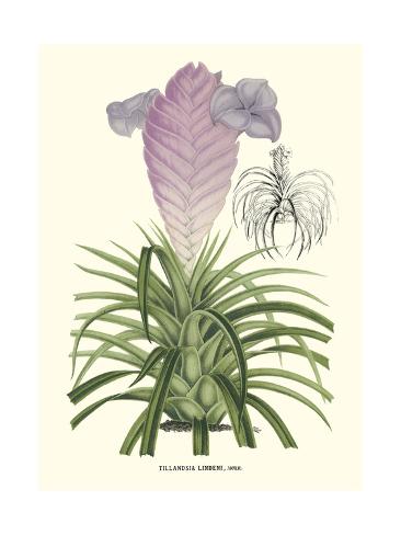 Art Print: Lavender Orchids III by P. Stroobant: 24x18in