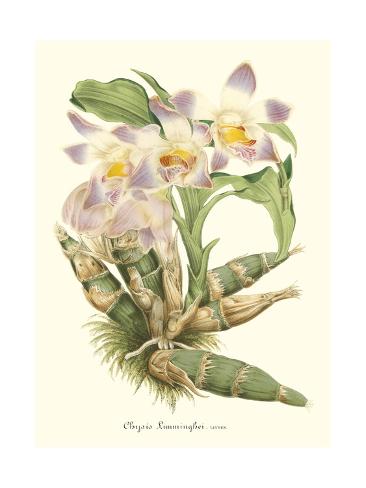 Art Print: Lavender Orchids I by P. Stroobant: 24x18in