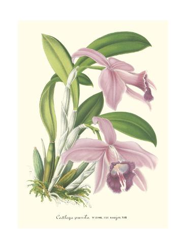 Art Print: Lavender Orchids II by P. Stroobant: 24x18in