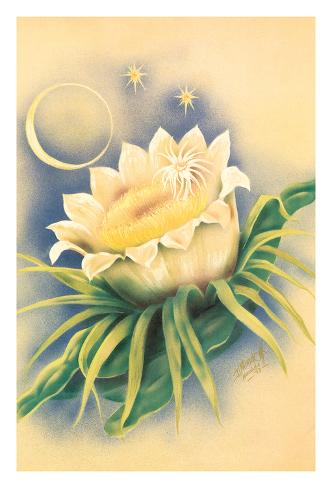 Giclee Print: Hawaiian Night Blooming Cereus (Panini o Kapunahou) - Honolulu Queen of the Night by Ted Mundorff: 44x30in