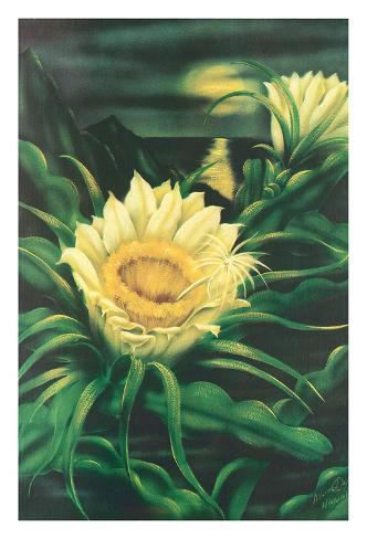 Giclee Print: Hawaiian Night-Blooming Cereus (Panini o Kapunahou) - Honolulu Queen of the Night by Ted Mundorff: 44x30in