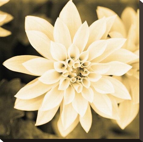 Stretched Canvas Print: Dahlia Cream II by Joseph Eta: 20x20in