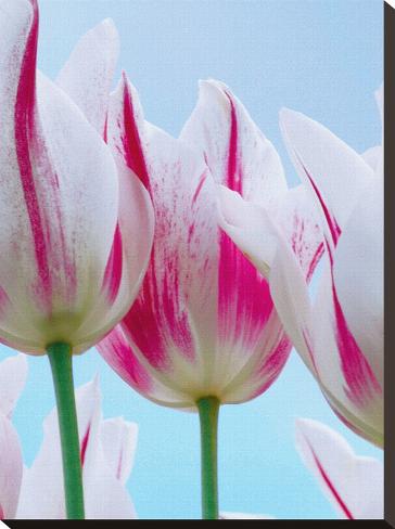 Stretched Canvas Print: Tulip Dream I by Ella Lancaster: 24x18in