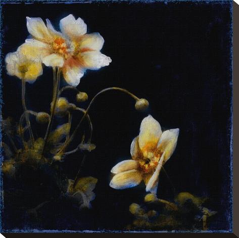 Stretched Canvas Print: Midsummer Night Bloom III by Douglas: 20x20in