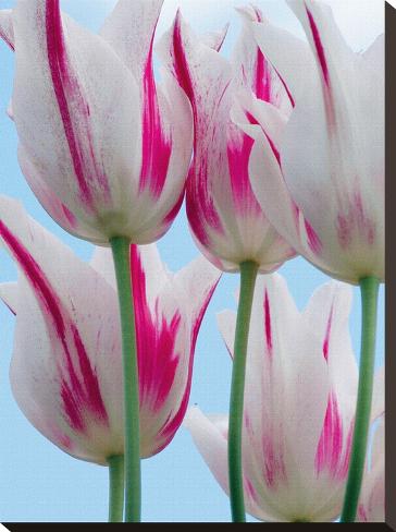 Stretched Canvas Print: Tulip Dream II by Ella Lancaster: 24x18in