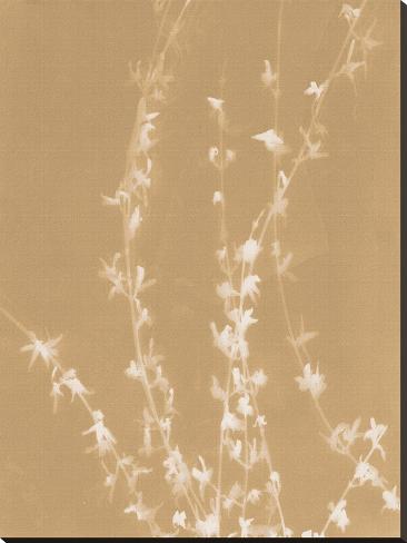 Stretched Canvas Print: Forsythia by Sarah Cheyne: 48x36in