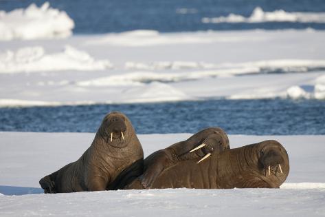 Photographic Print: Three Walrus (Odobenus Rosmarus) Resting on Sea Ice, Svalbard, Norway, August 2009 by Cairns: 24x16in