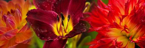 Photographic Print: Close-Up of Orange Flowers: 42x14in