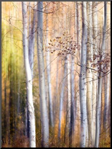 Mounted Print: Come Walk with Me by Ursula Abresch: 24x18in