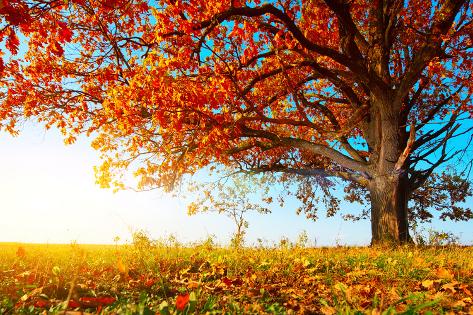 Wall Mural - Large: Big Autumn Oak With Red Leaves On A Blue Sky Background by Dudarev Mikhail: 144x96in