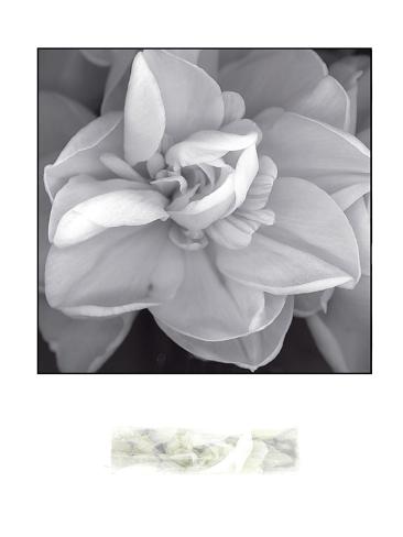 Art Print: Rose for Romance II by Richard Sutton: 48x36in