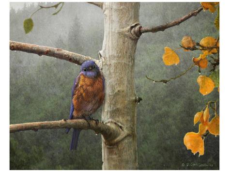 Art Print: Bluebird Rain by Chris Vest: 24x32in