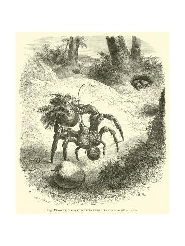 Giclee Print: The Cocoanut-Stealing Land-Crab, Birgus Latro: 24x18in