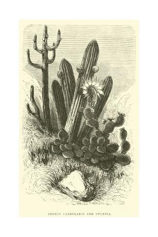 Giclee Print: Cereus Cadelaris and Opuntia by Édouard Riou: 24x16in